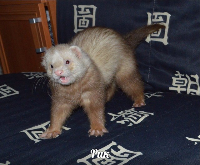 peHPNZIOqtU