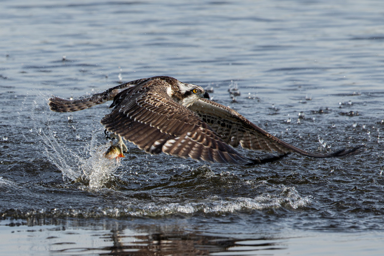 Visarend Lettelbert.