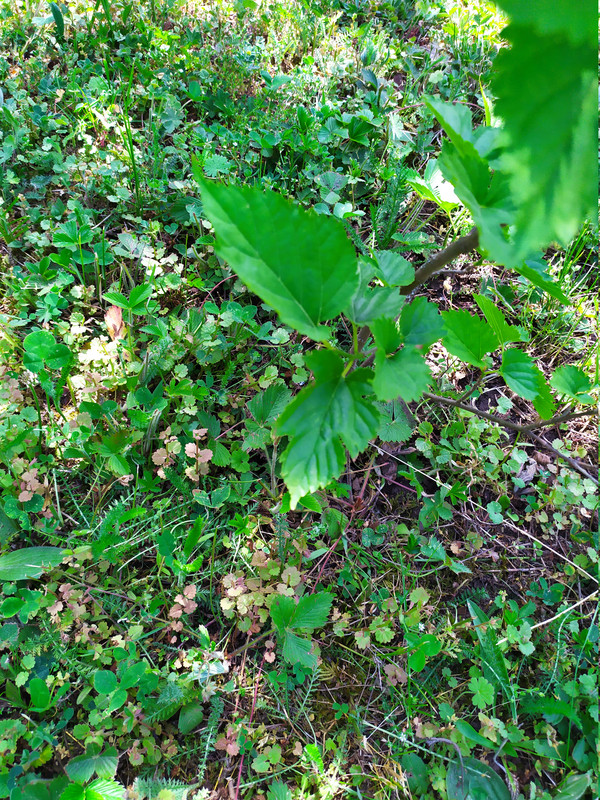 IMG 20260524 112256