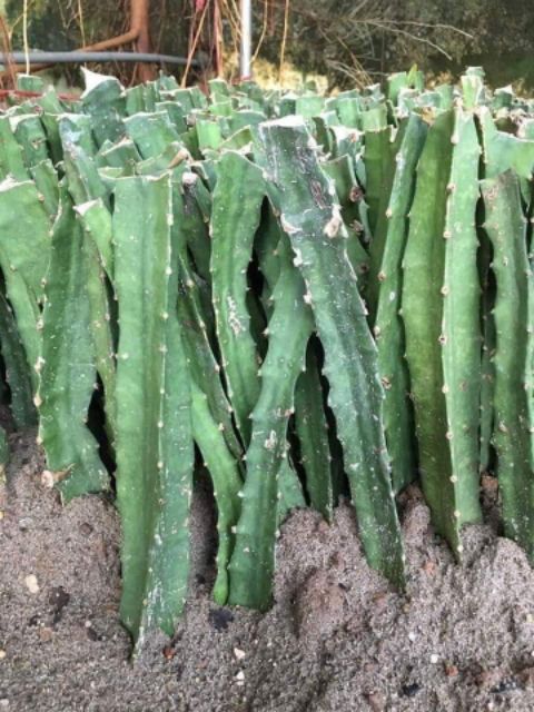 dragon-fruit-cuttings-green-good.jpg