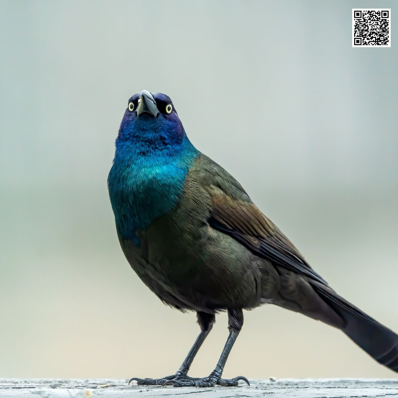 How to Identify a Common Crossbill in the Wild?