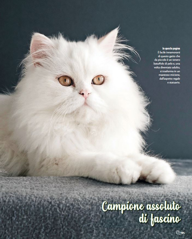 QuattroZampe Nov 2023 (8)