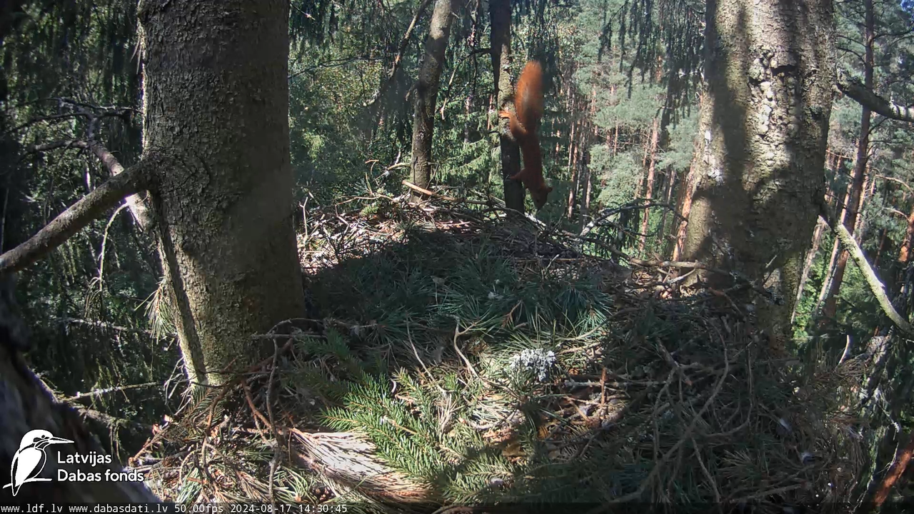 Mazais ērglis (Clanga pomarina), ligzda eglē __ Lesser spotted eagle in spruce, Zemgale, Latvia 15-3