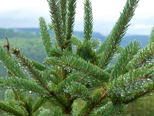 Parque Nacional de La Mauricie - DOS SEMANAS EN EL ESTE DE CANADÁ (ONTARIO Y QUÉBEC) (7)