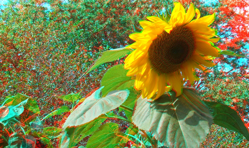 3D_Sunflower_1_web.jpg