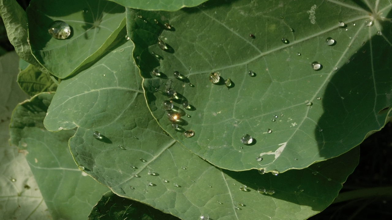 Август дачный кукольный 2023 398