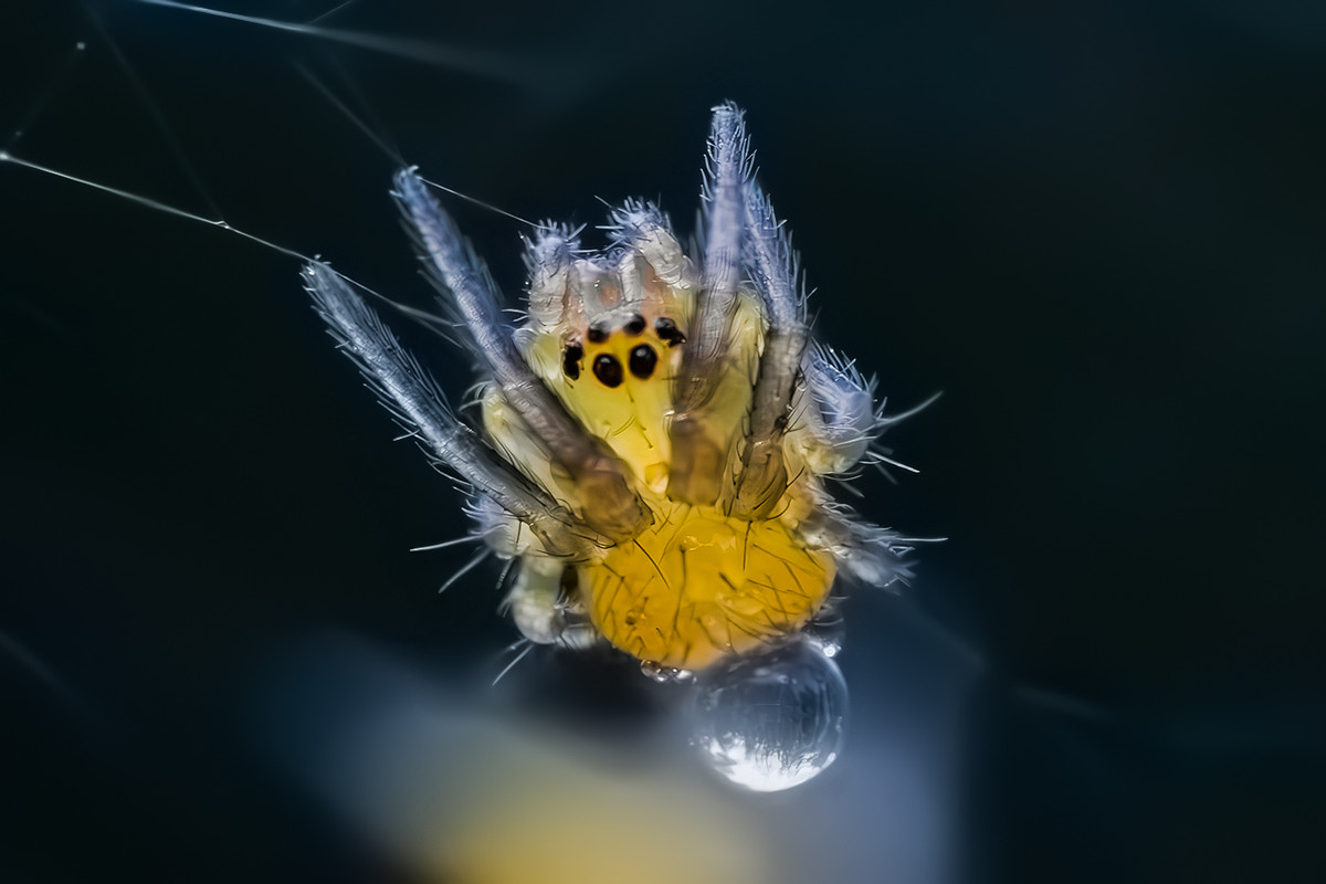 Araneus (2)