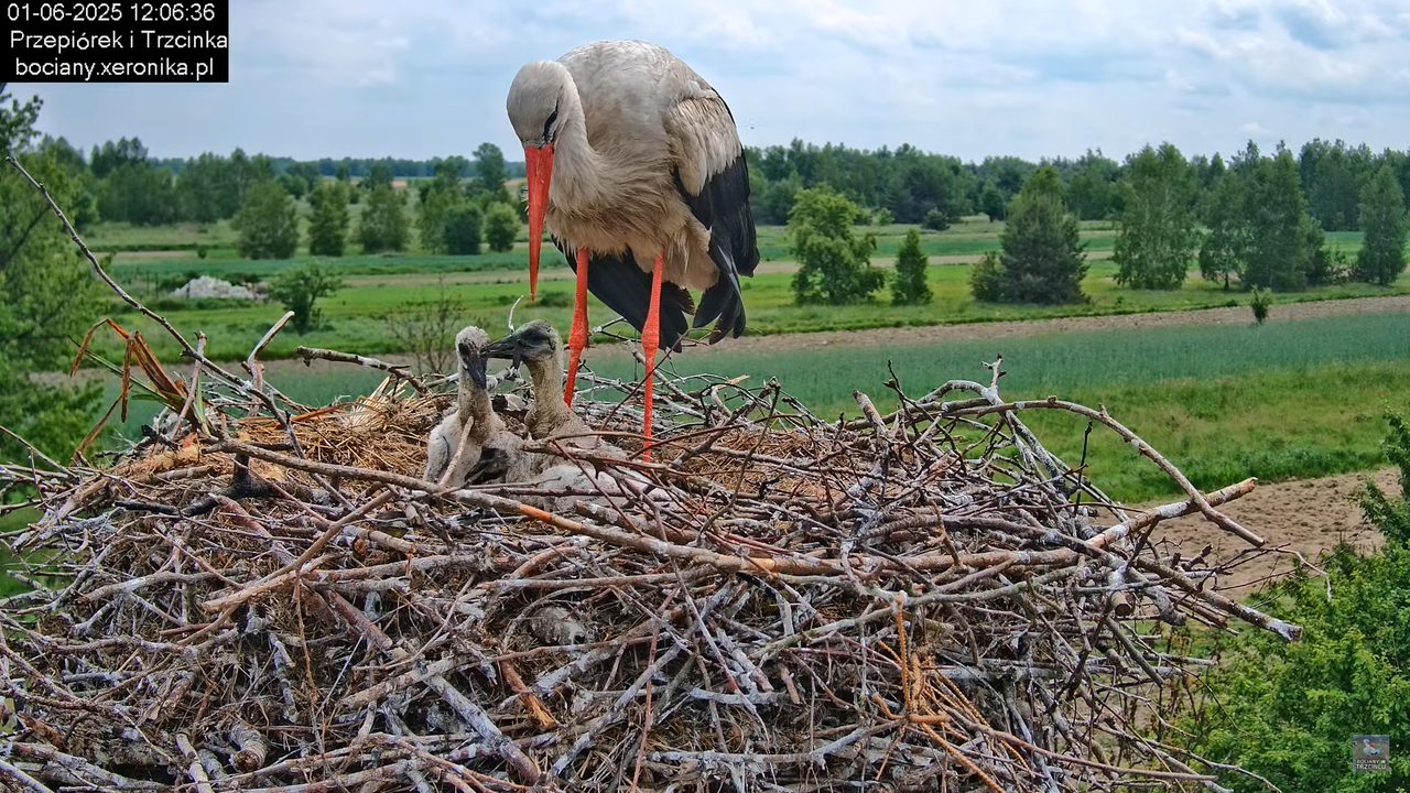 01062025bociany28
