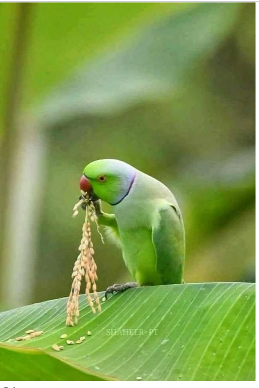 Screenshot-2021-08-08-07-40-30-499-com-a