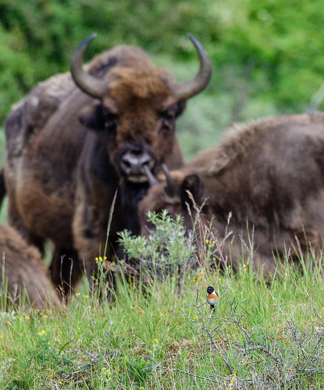 Spannend, Roodborsttapuit met wisenten