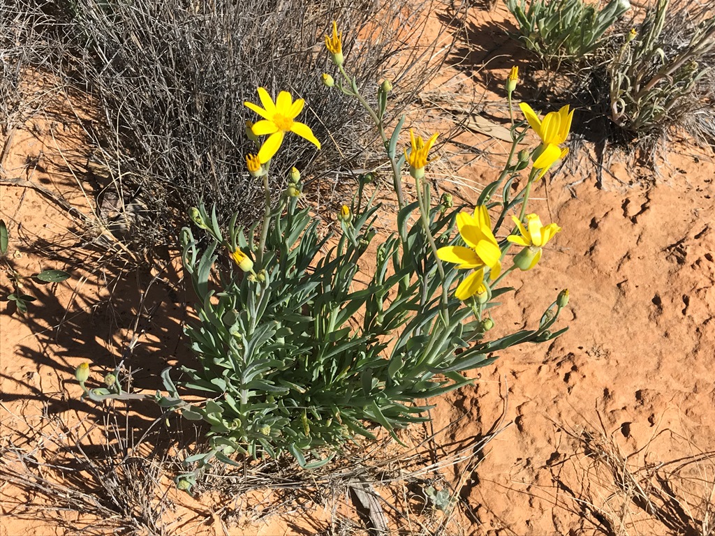 2019-Madigan-Line-Simpson-Desert-TRIP-2138.jpg