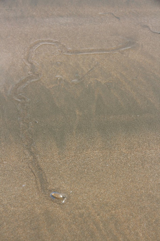 DIA 15: PARQUE MARINO BALLENA Y CONCLUSIONES - DE TORTUGAS Y PEREZOSOS. COSTA RICA 2019 (8)