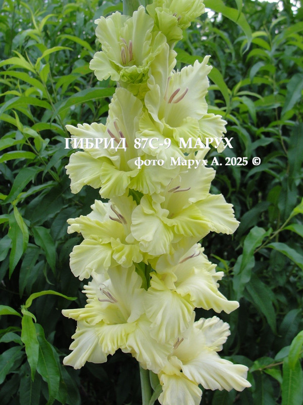 Гибрид 87С 9 Ма х 1 подп