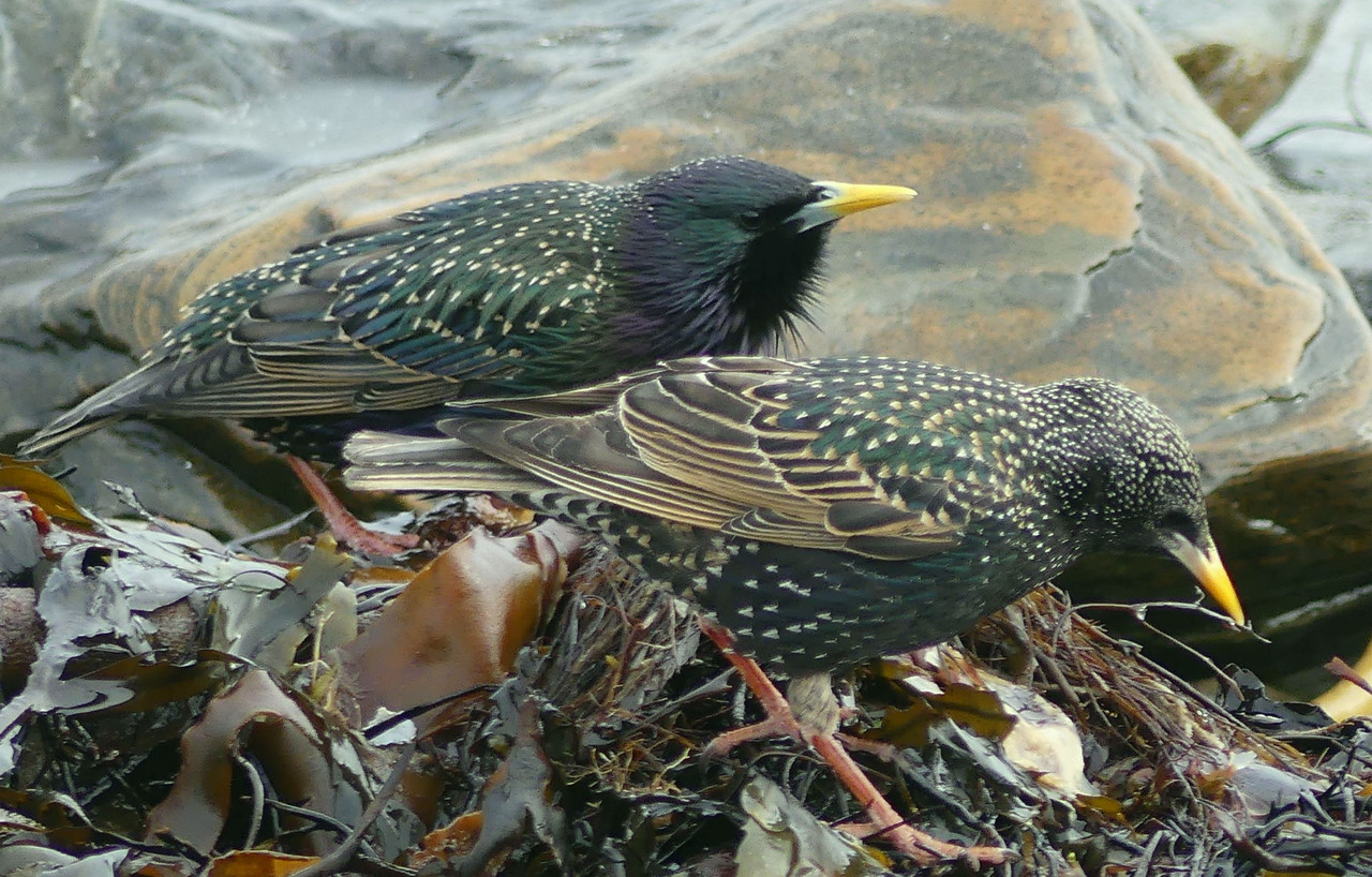 STARLINGS 2jpg