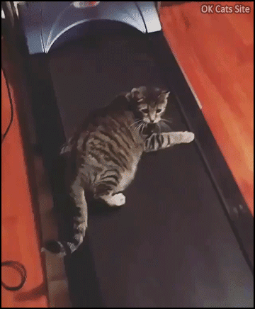 Funny-Cat-GIF-Workout-routine-on-treadmill-for-a-lazy-cat-haha.gif
