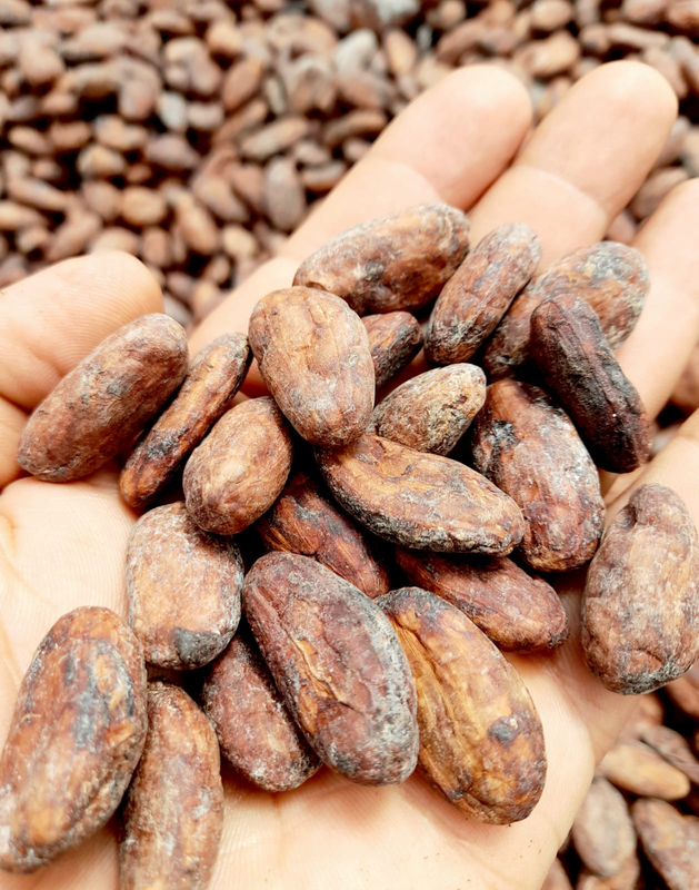 SEMILLAS DE CACAO CON ESENCIA