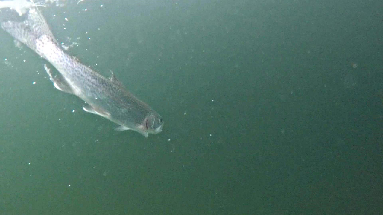 FirstIce6