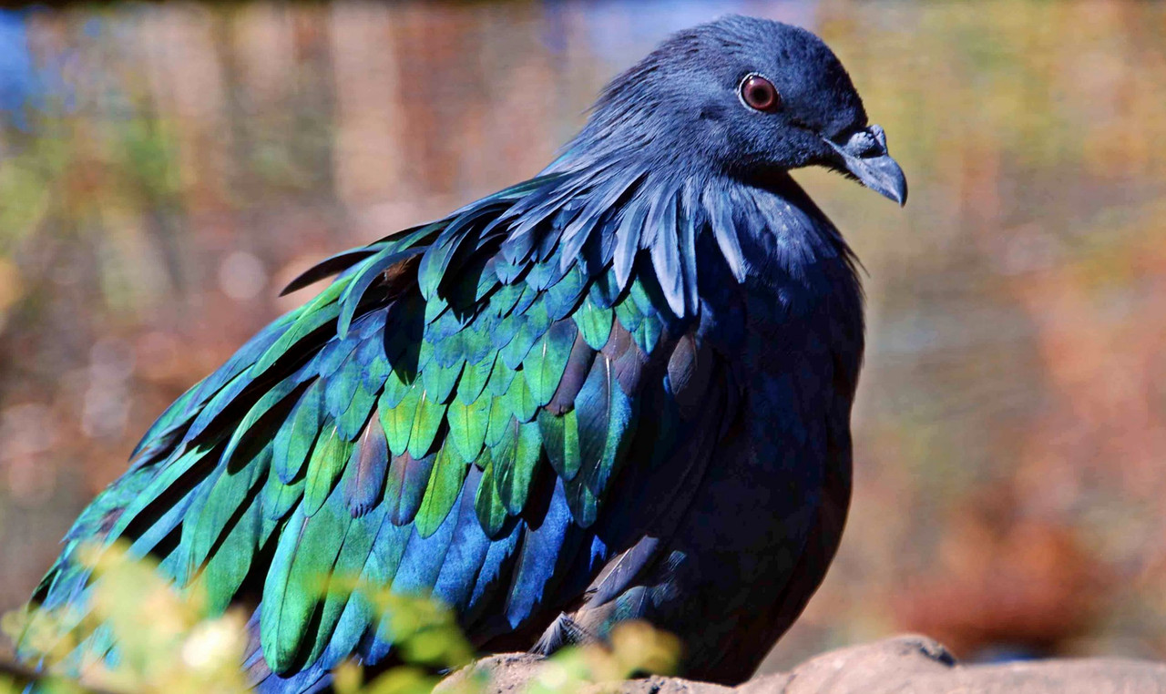 bluegreenpigeon.jpg