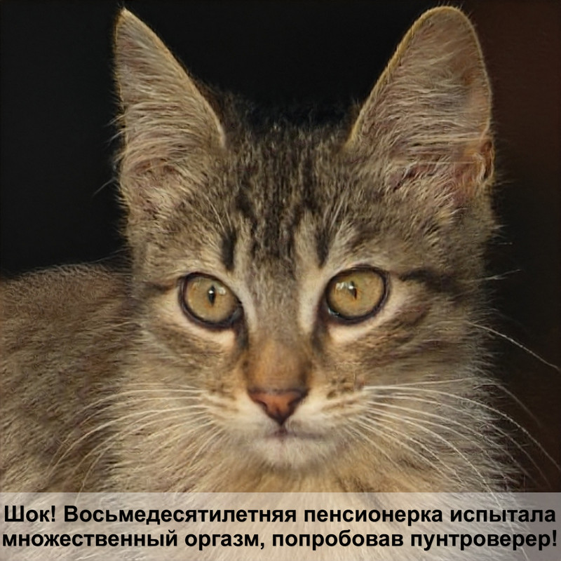 серо черный окрас кошек