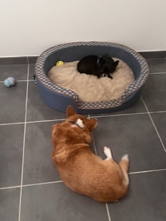 [Image: 3-A50-C4-C9-72-CC-48-B5-9-EBA-B4-CC3-A46481-F.jpg]