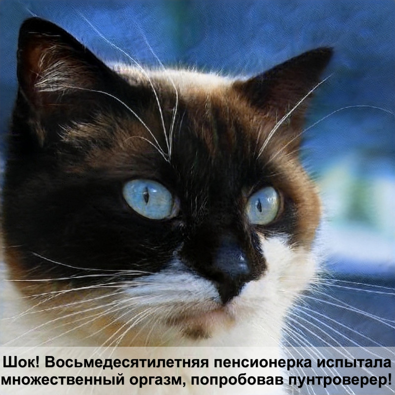 вязка шотландских кошек окрас