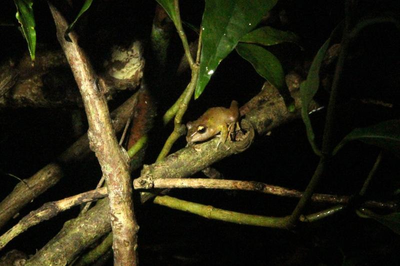 DIA 11: TIROLINAS EN MONTEVERDE Y TOUR NOCTURNO POR LA SELVA - DE TORTUGAS Y PEREZOSOS. COSTA RICA 2019 (61)