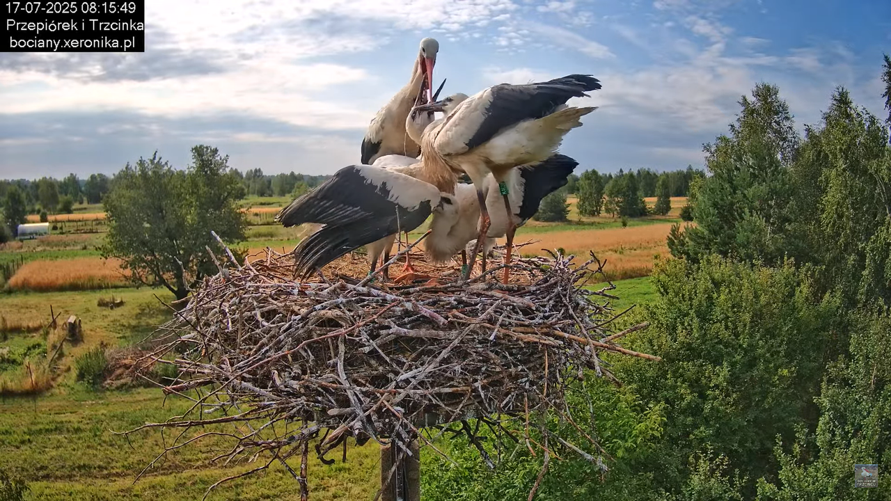 17072025bociany24