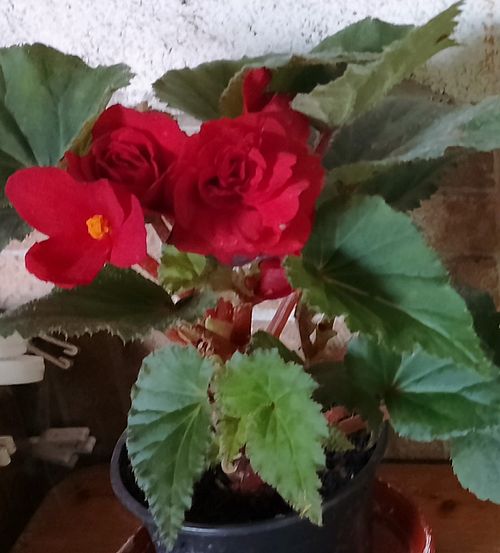 https://i.postimg.cc/yxzC1ZGR/begonia-2024-0610-aputol.jpg