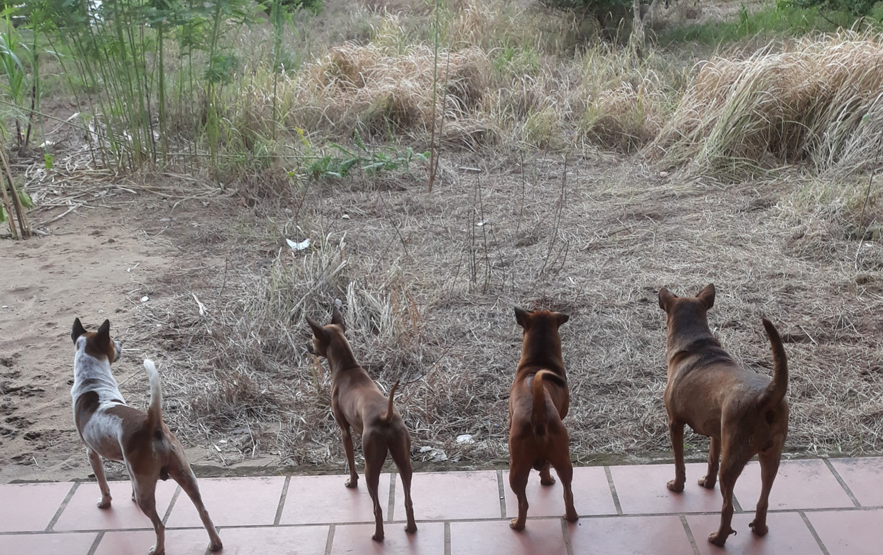 Sentry-Dogs.jpg