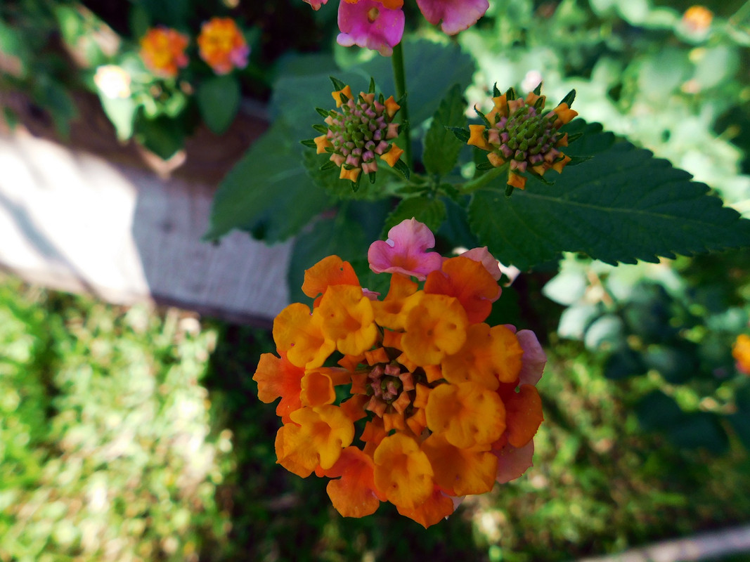 DSCN5370.jpg
