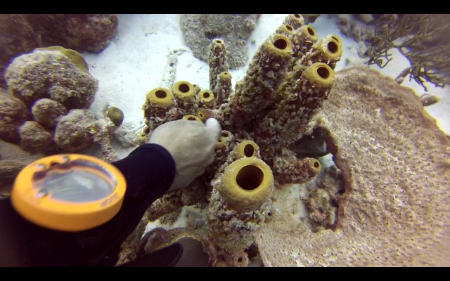 Ultimos días. - BONAIRE - Buceo+ Snorkel + Relax (1)