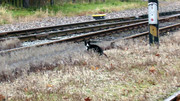 S9960007