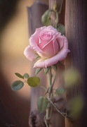 https://i.postimg.cc/z3MGghsP/FB-IMG-1682228264130.jpg