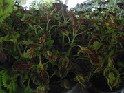 27.7.flower fair VII