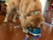 image_2023-02-02_225956375