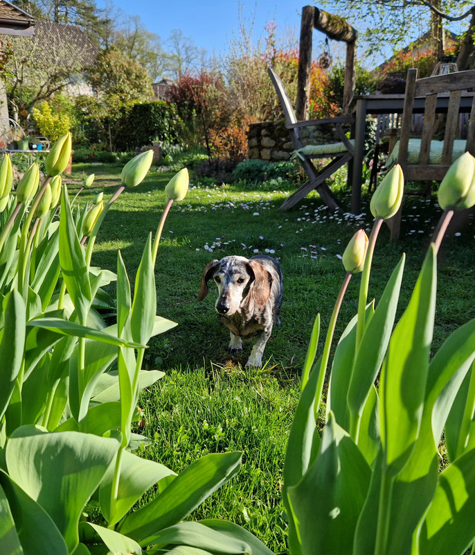 [Image: Pilou-tulipes.jpg]