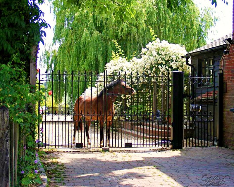 horse-gate-HD.jpg