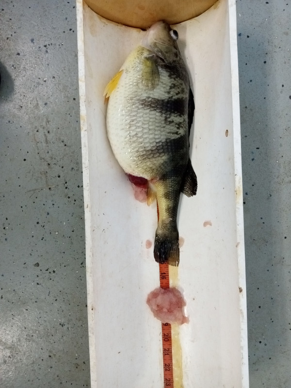 3.26 lb. 15 1:4 Yellow Perch 4:10:23