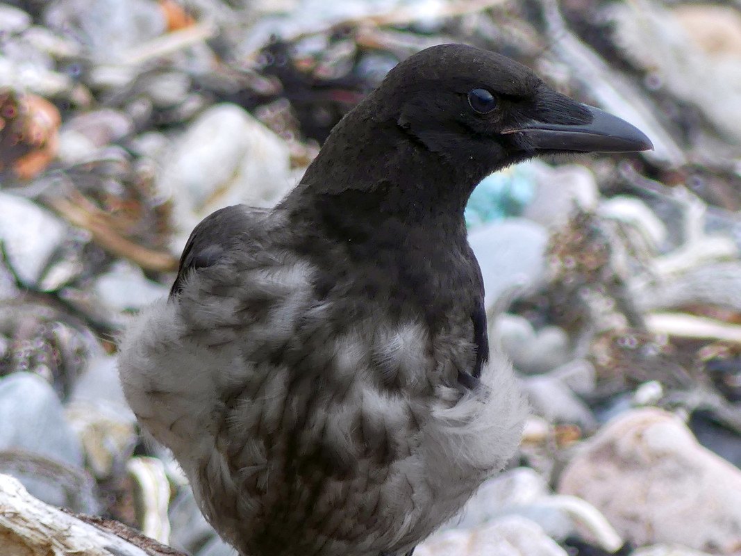 CROW 2