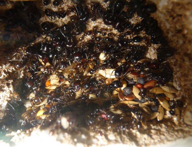 Messor-nest4.jpg
