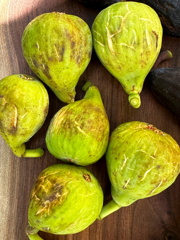 figs-141.jpg