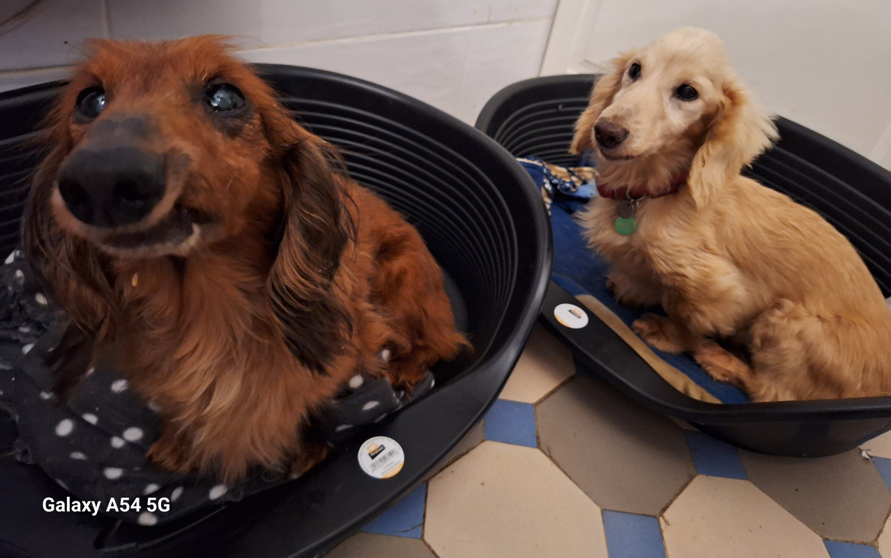 [Image: 20240711-194950.jpg]