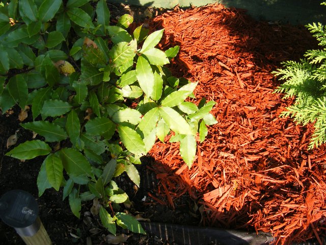 cherry-3.jpg