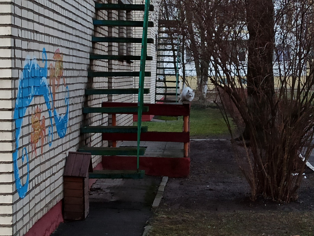 белая кошь2