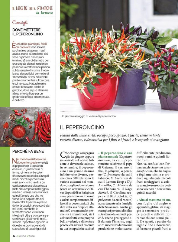 Pol Ver Set 2021 (3)