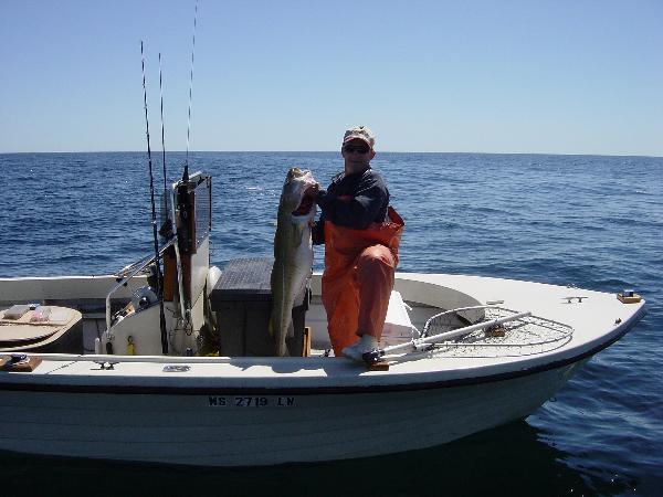 Joe cod fish