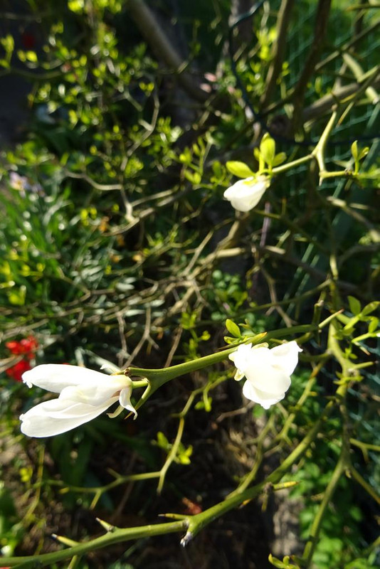 DSC00325