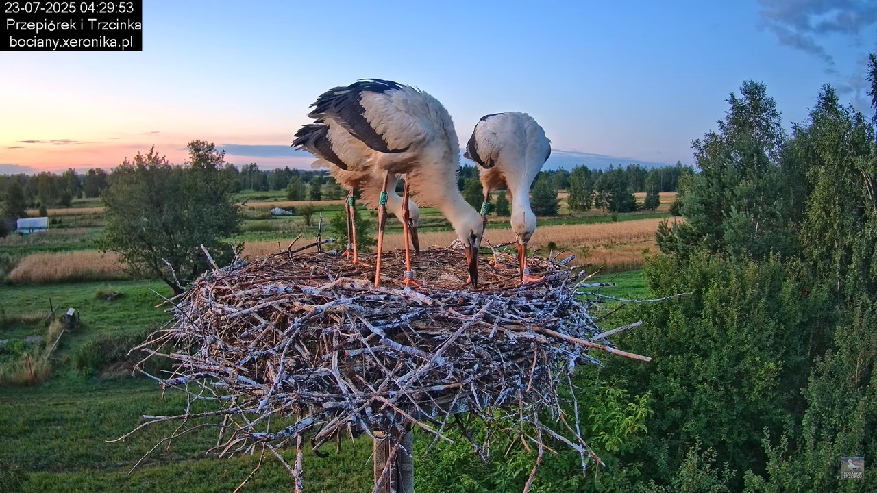 23072025bociany3