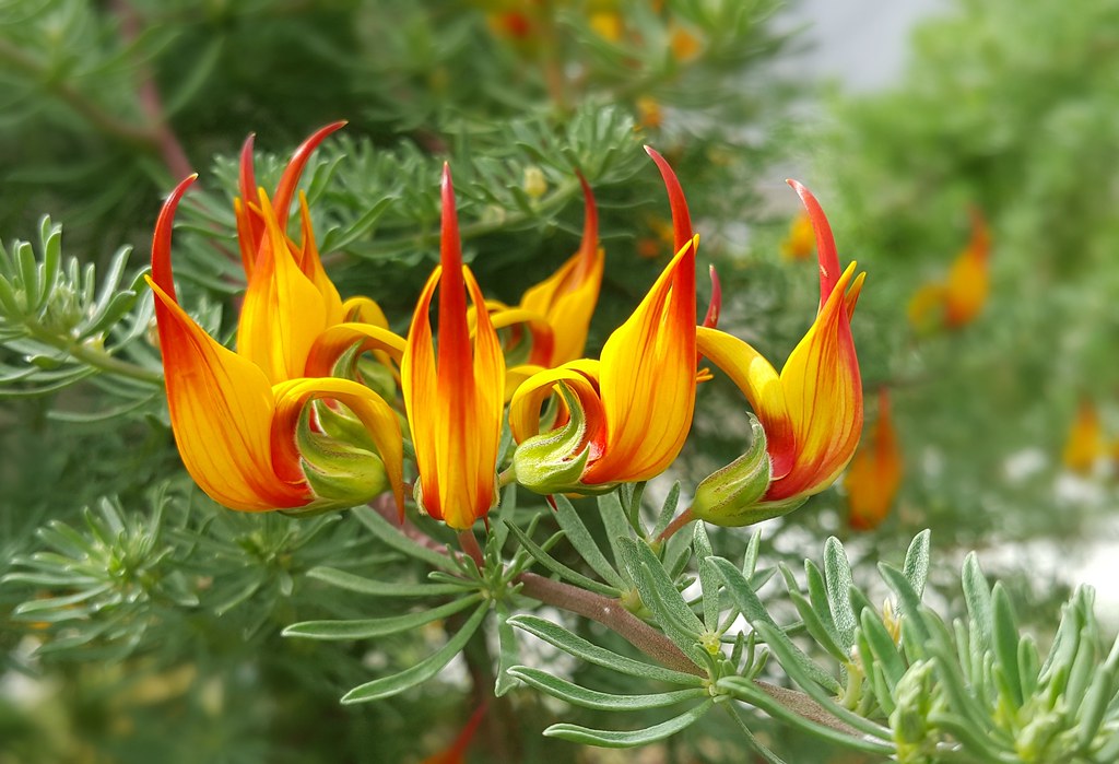 [Image: Lotus-Maculatus.jpg]