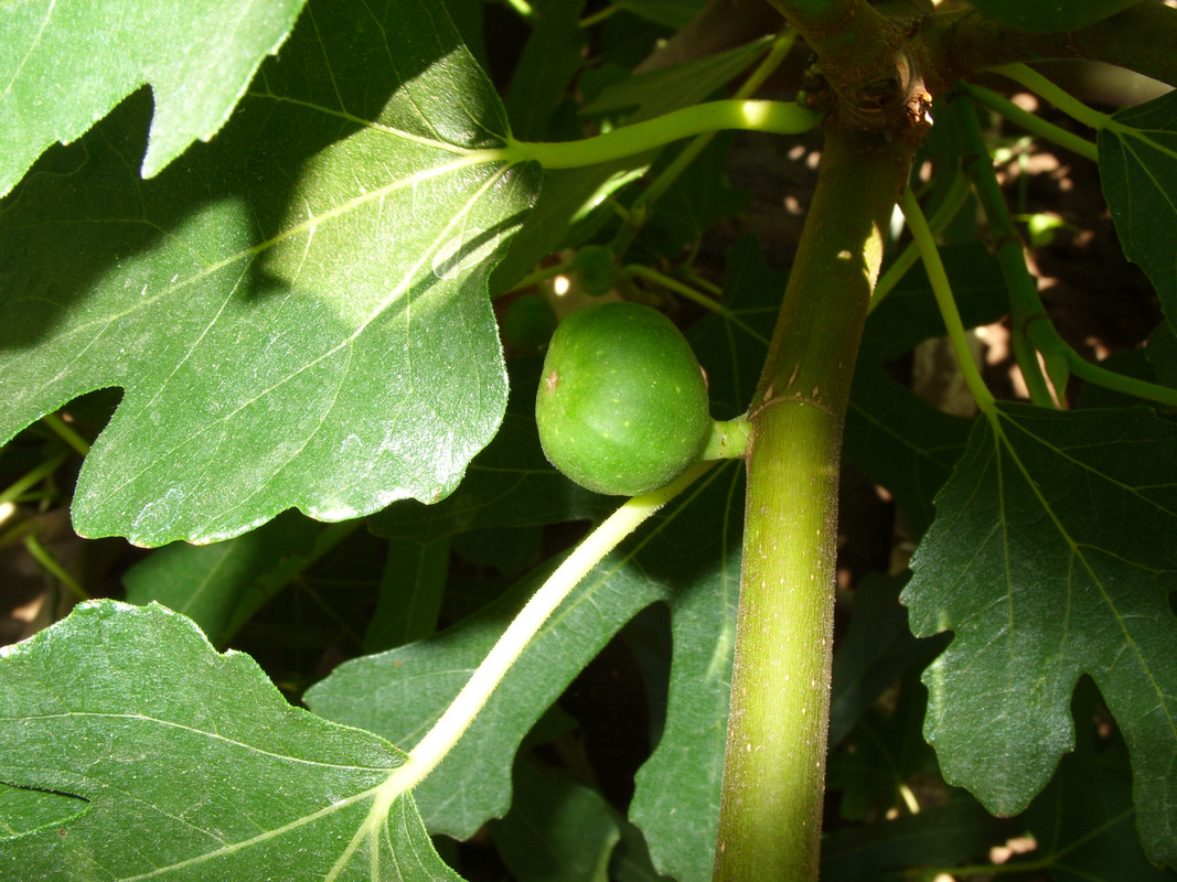 About Dottato (Kadota in USA)